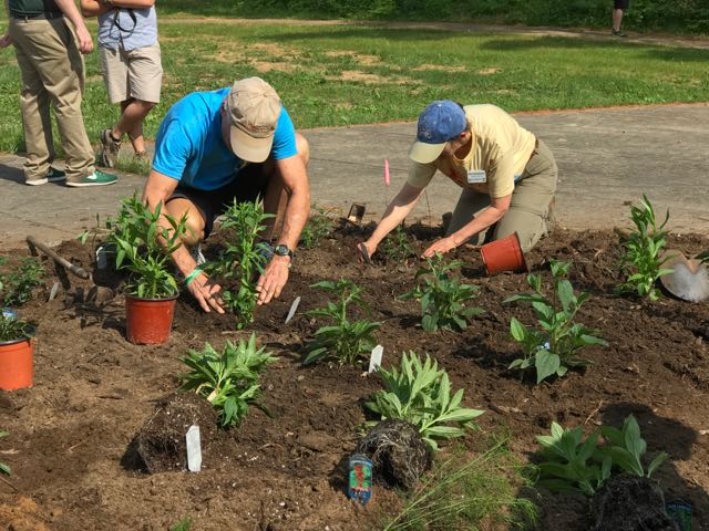 A man and woman are working to plant perennials in a community garden