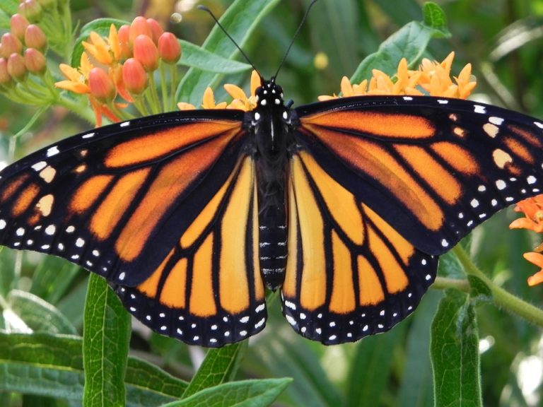 More Love for Monarchs!
