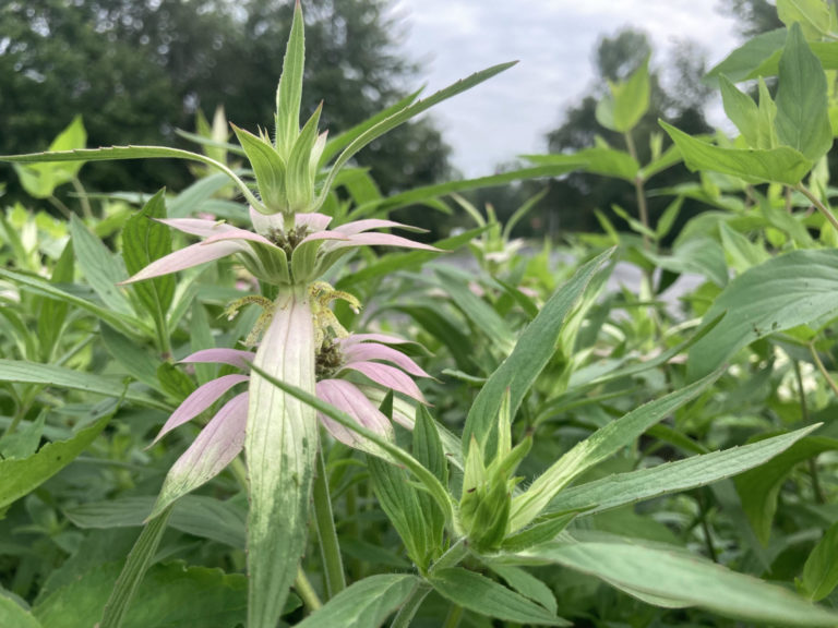 Adirondack Pollinator Project Update