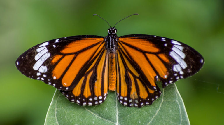 Monarch Butterfly added to International Endangered List